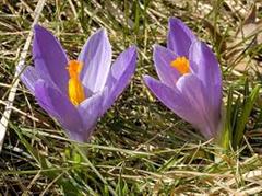 زعفران بهاره